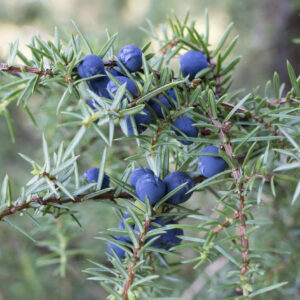 Twig of common juniper with berries Twig of common juniper with blue berries
