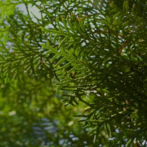 viktor-talashuk-ZAjgnNGVmX8-unsplash 1 viktor-talashuk-ZAjgnNGVmX8-unsplash 1